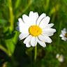 Alisher